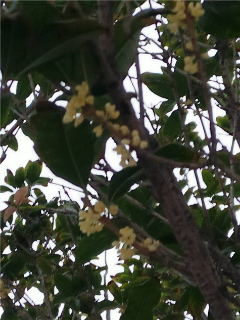 秋風(fēng)送爽,丹桂飄香——偉志鋼模板的桂花樹開了